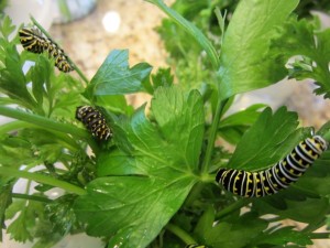 Instars on parsley