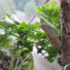 Eastern Black Swallowtail chrysalis