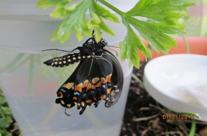 Newly emerged butterfly